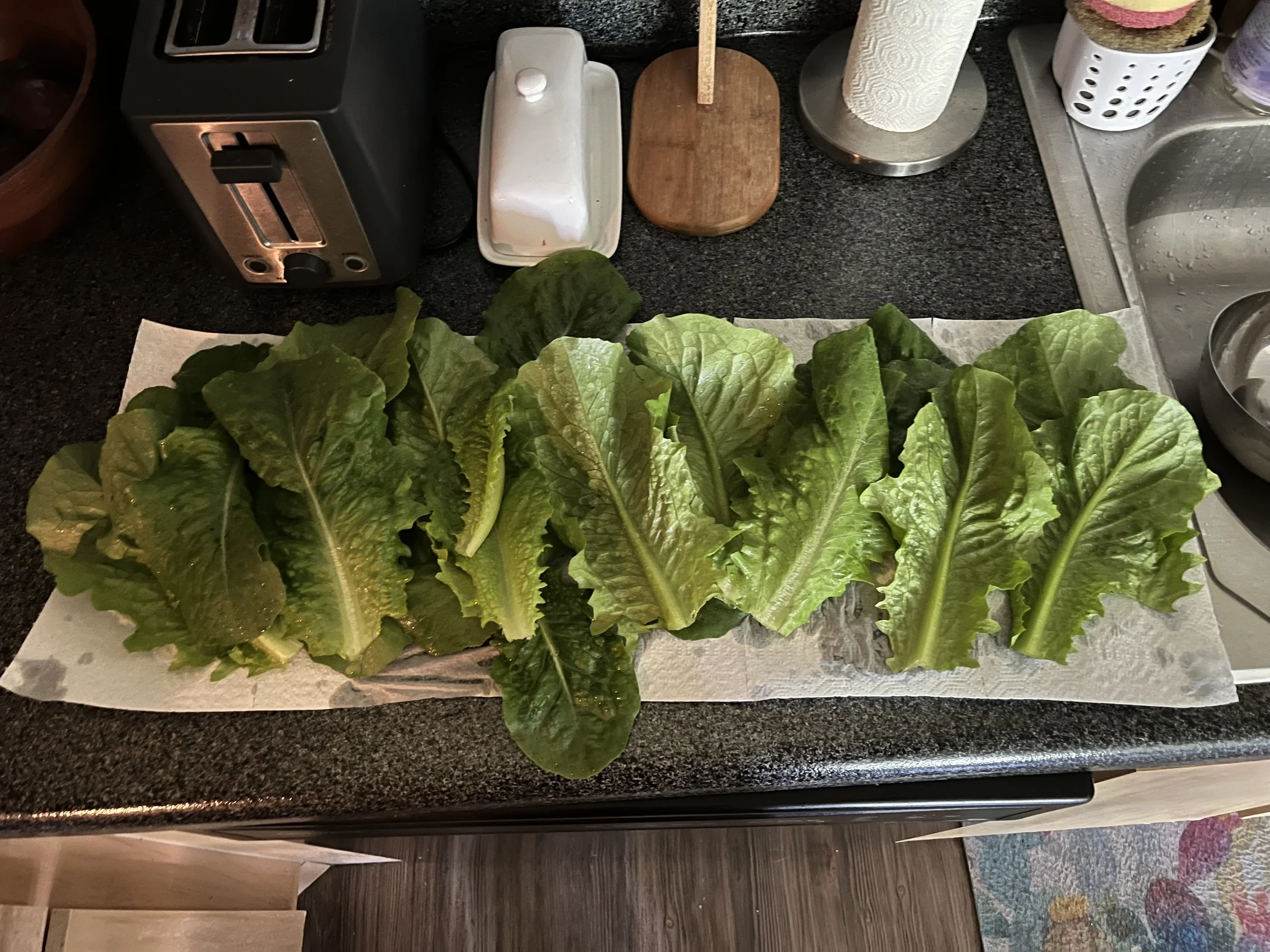 Full romaine harvest