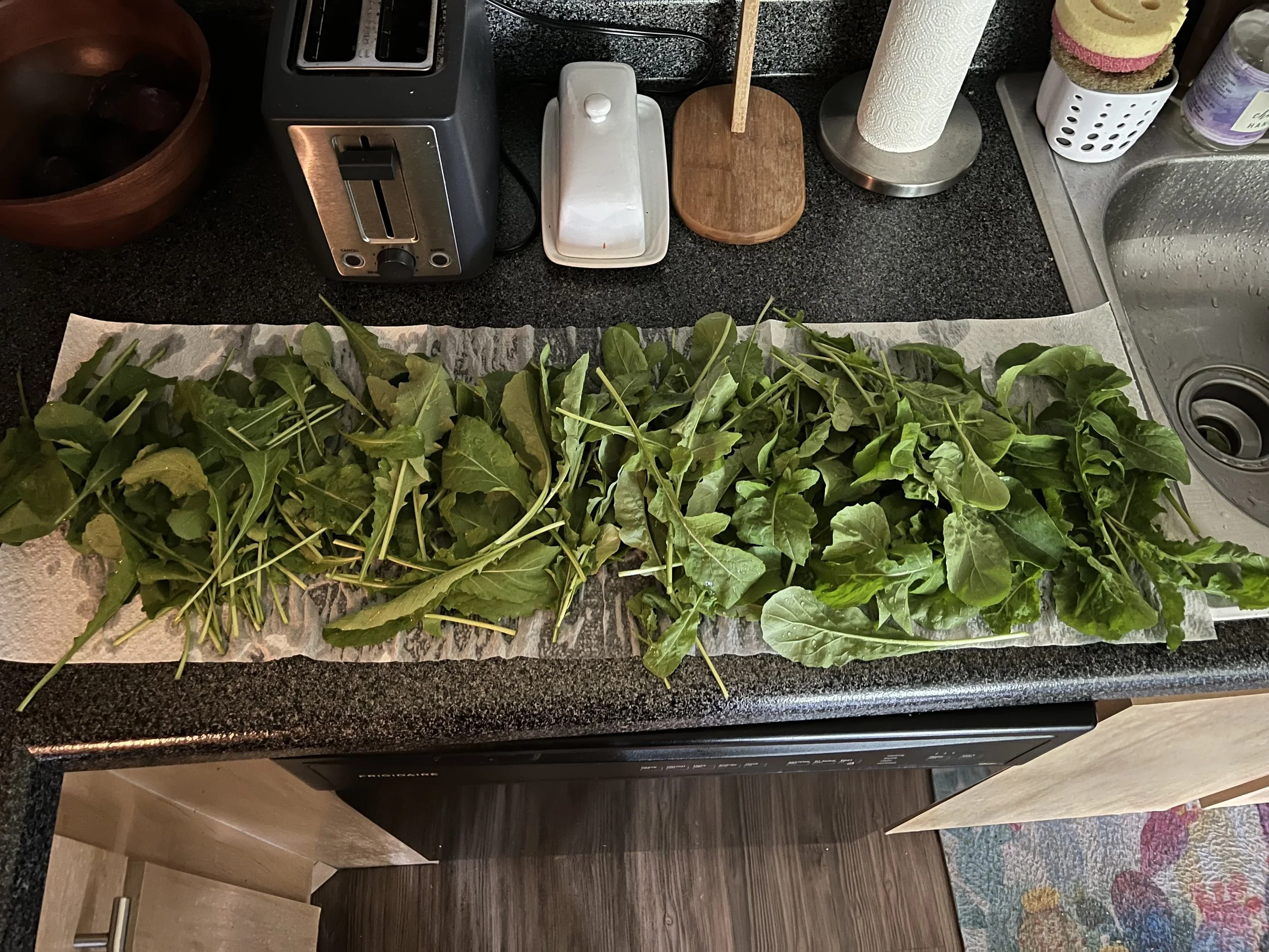 Full arugula harvest