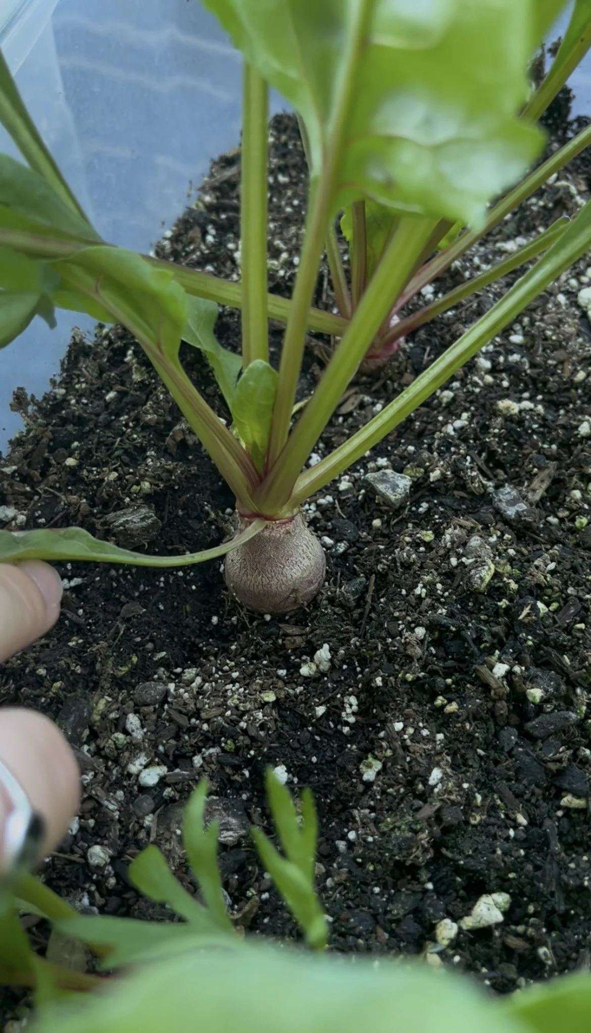  Baby Beet 
