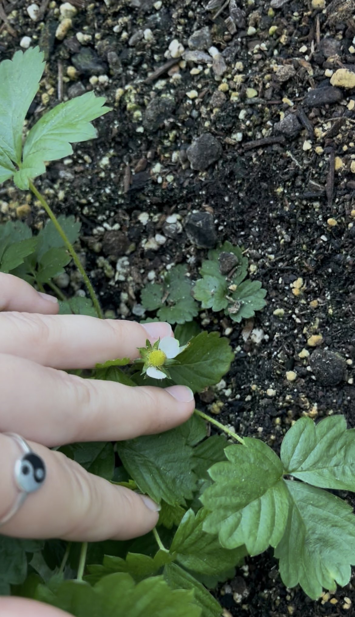  Strawberry flower 