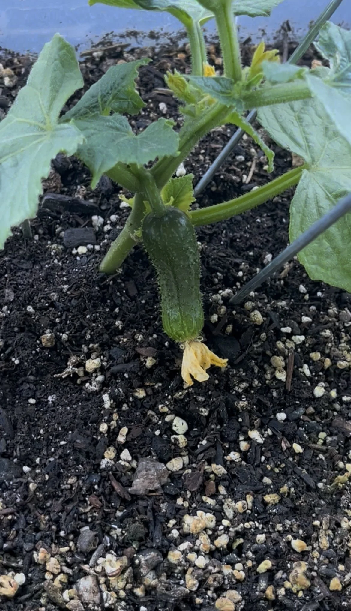  Baby cucumber 