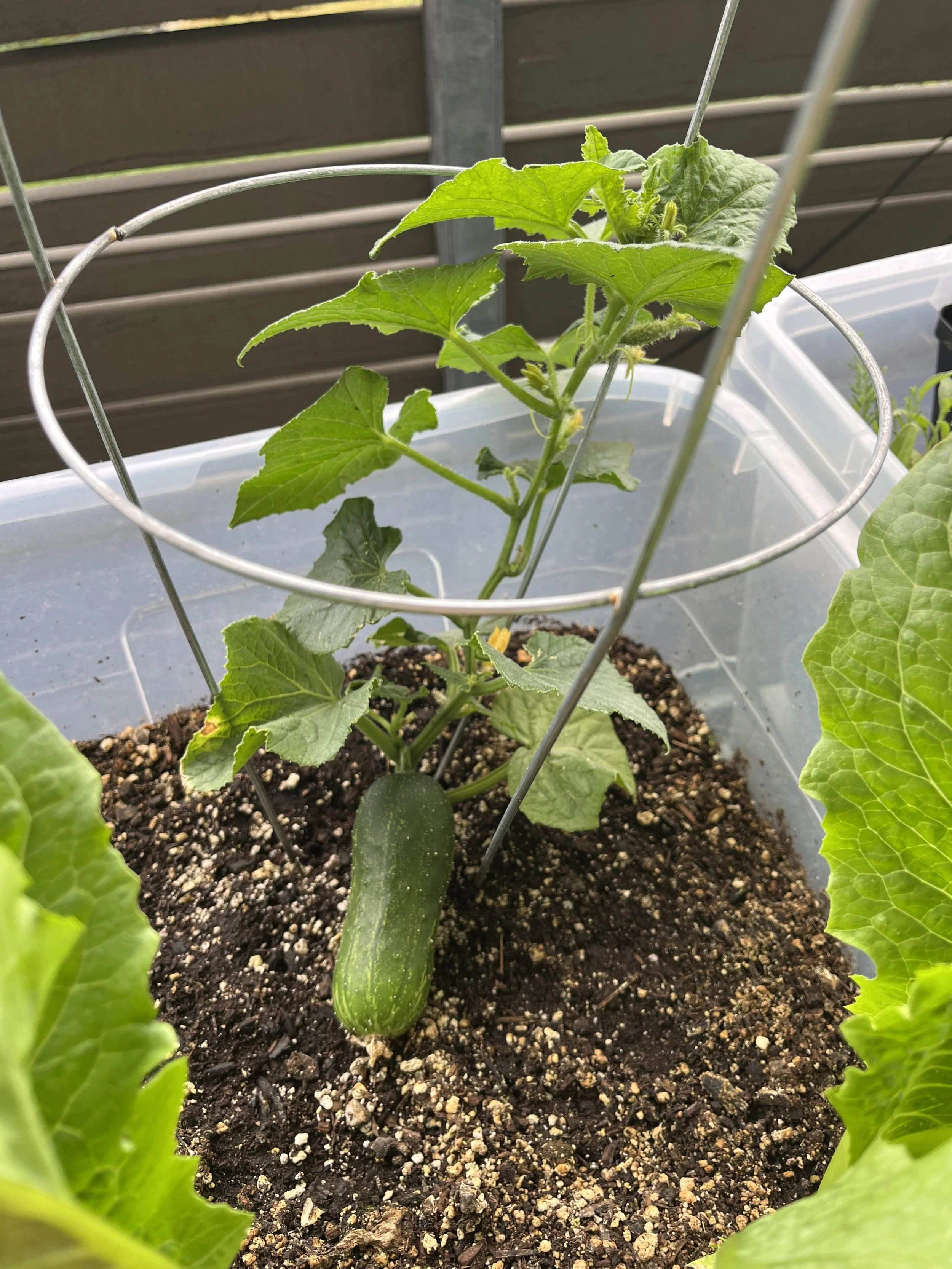  cucumber growing progress 