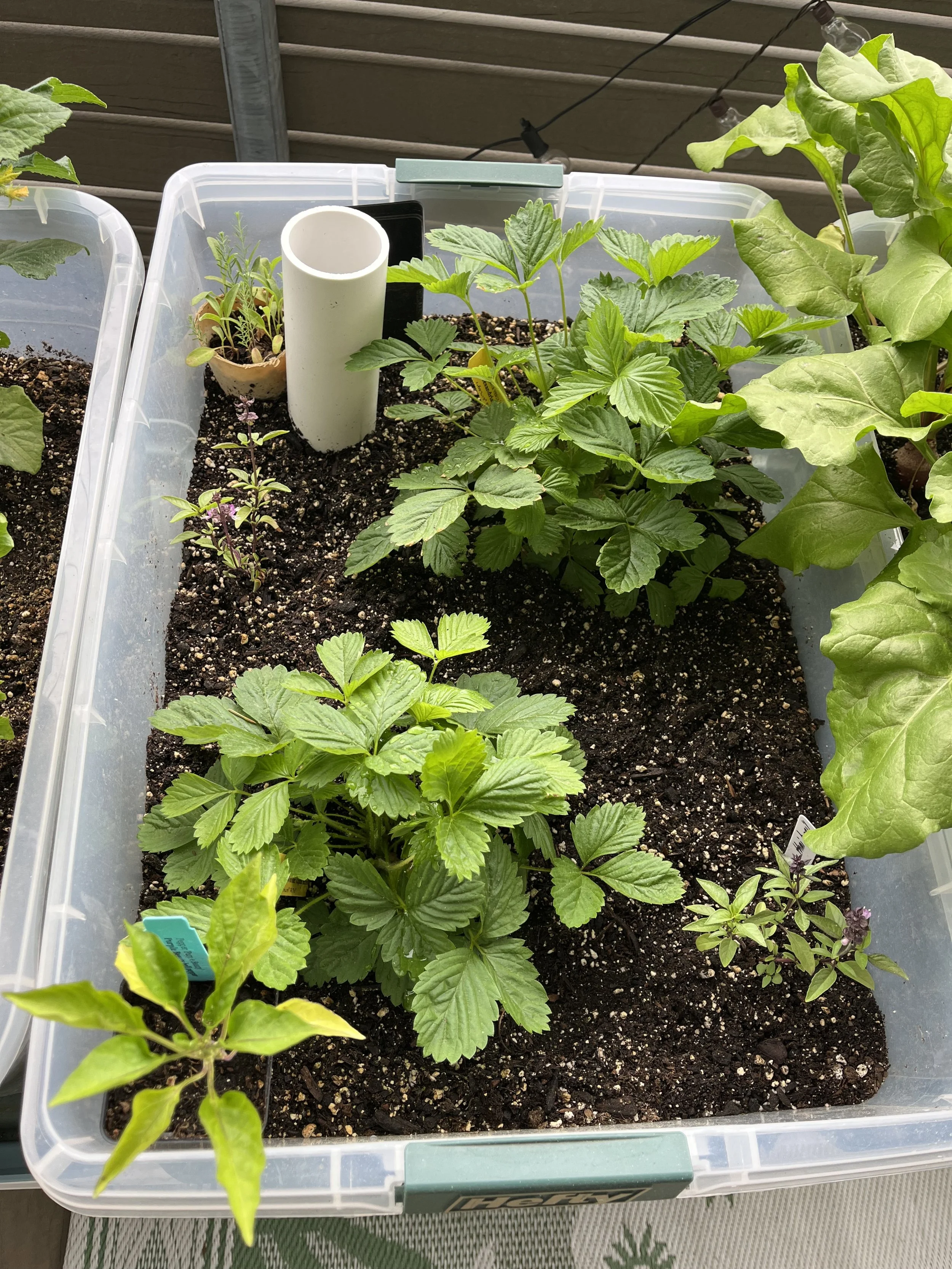  strawberry growing progress.  