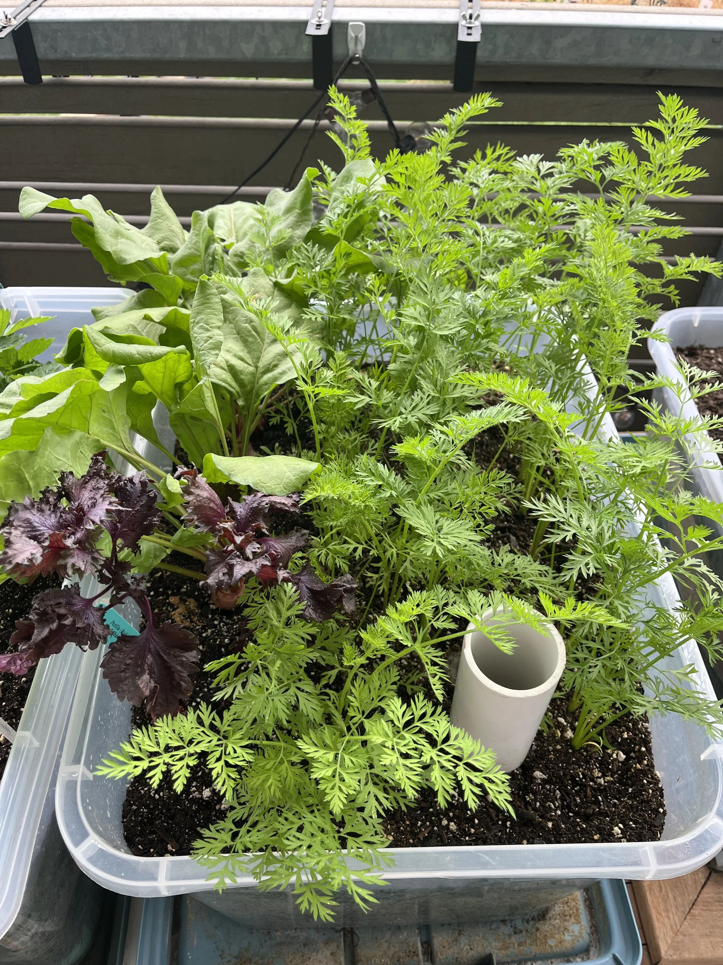  a thriving bed full of carrots, red shiso leaf, and beets.  