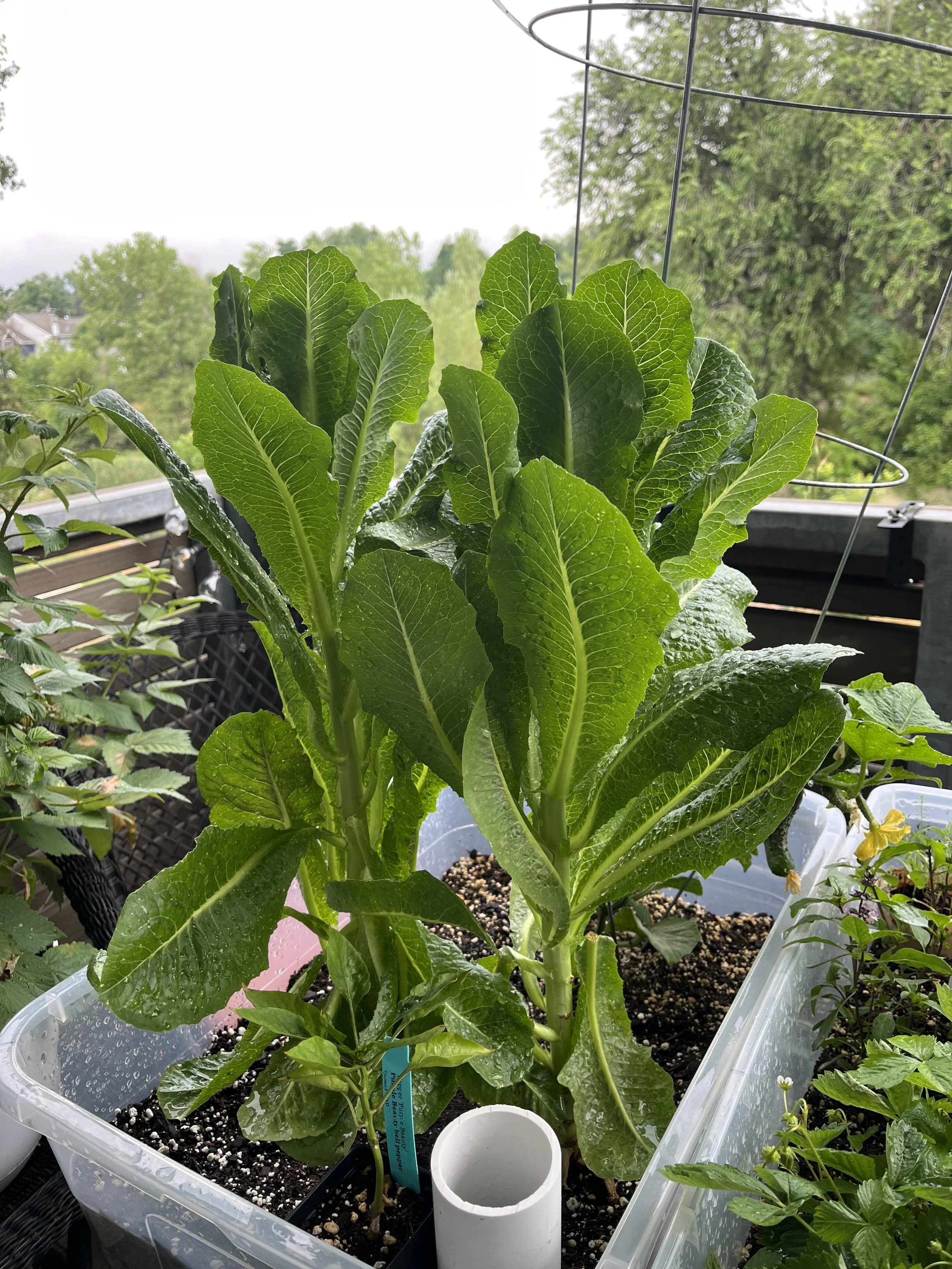 Tall Romaine!