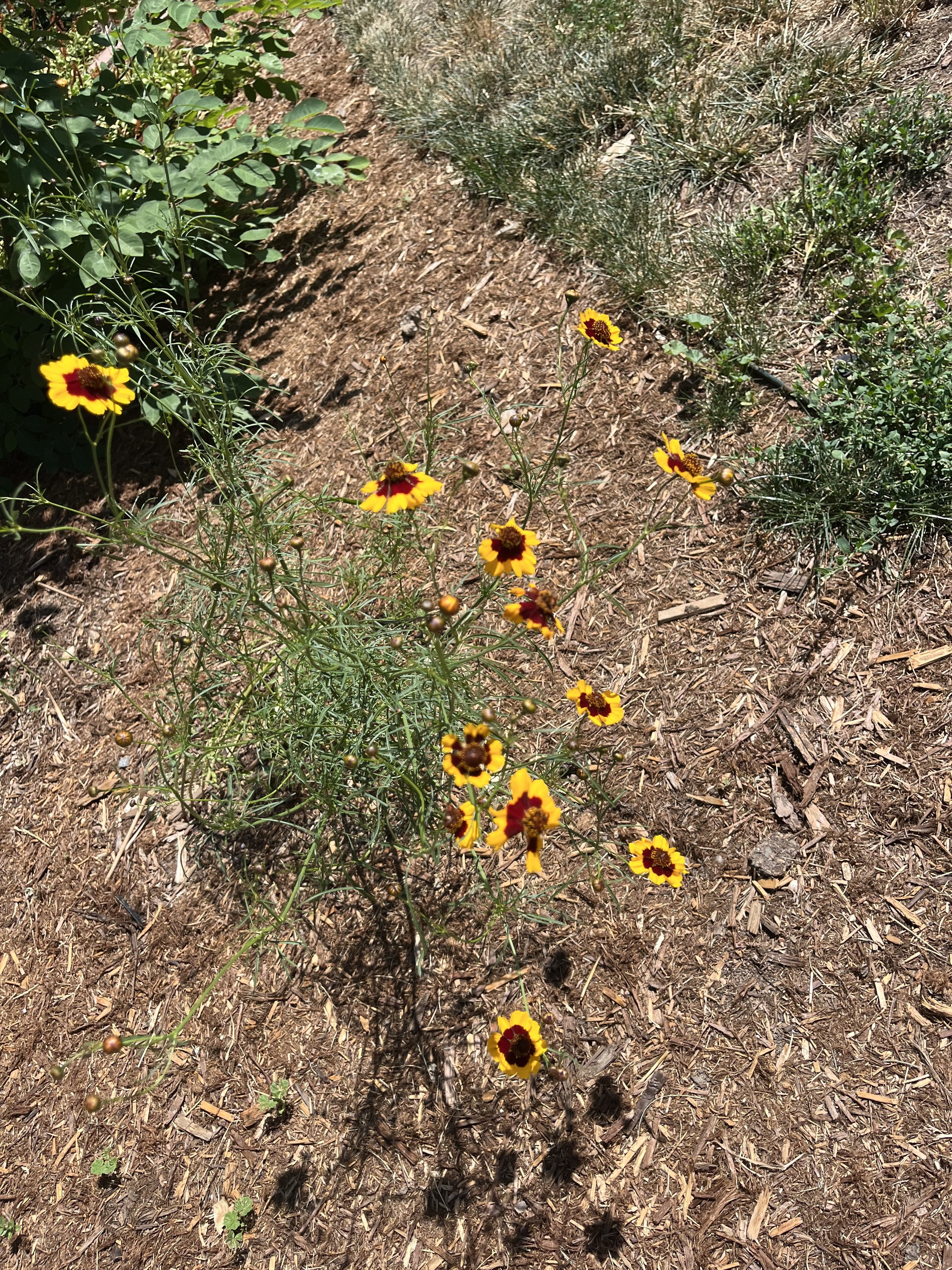 Plains coreopsis