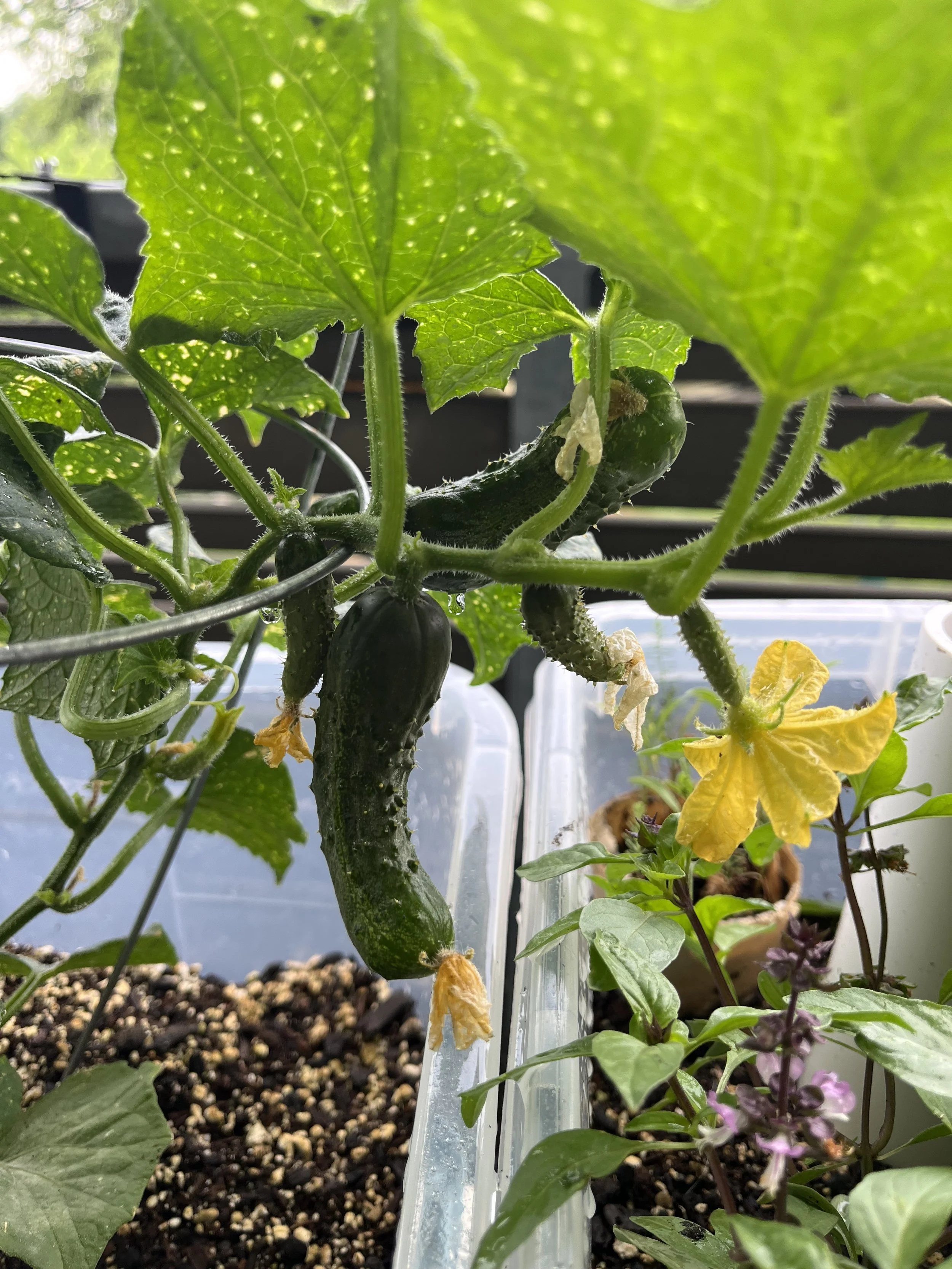 tons of cucumbers!