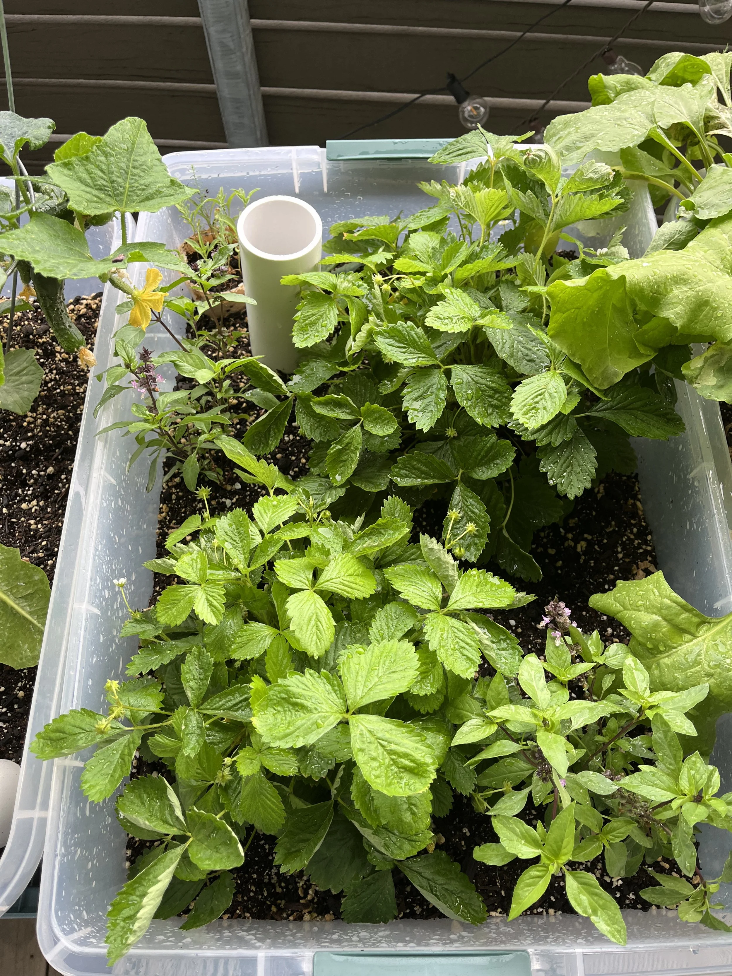 Strawberries and Basil