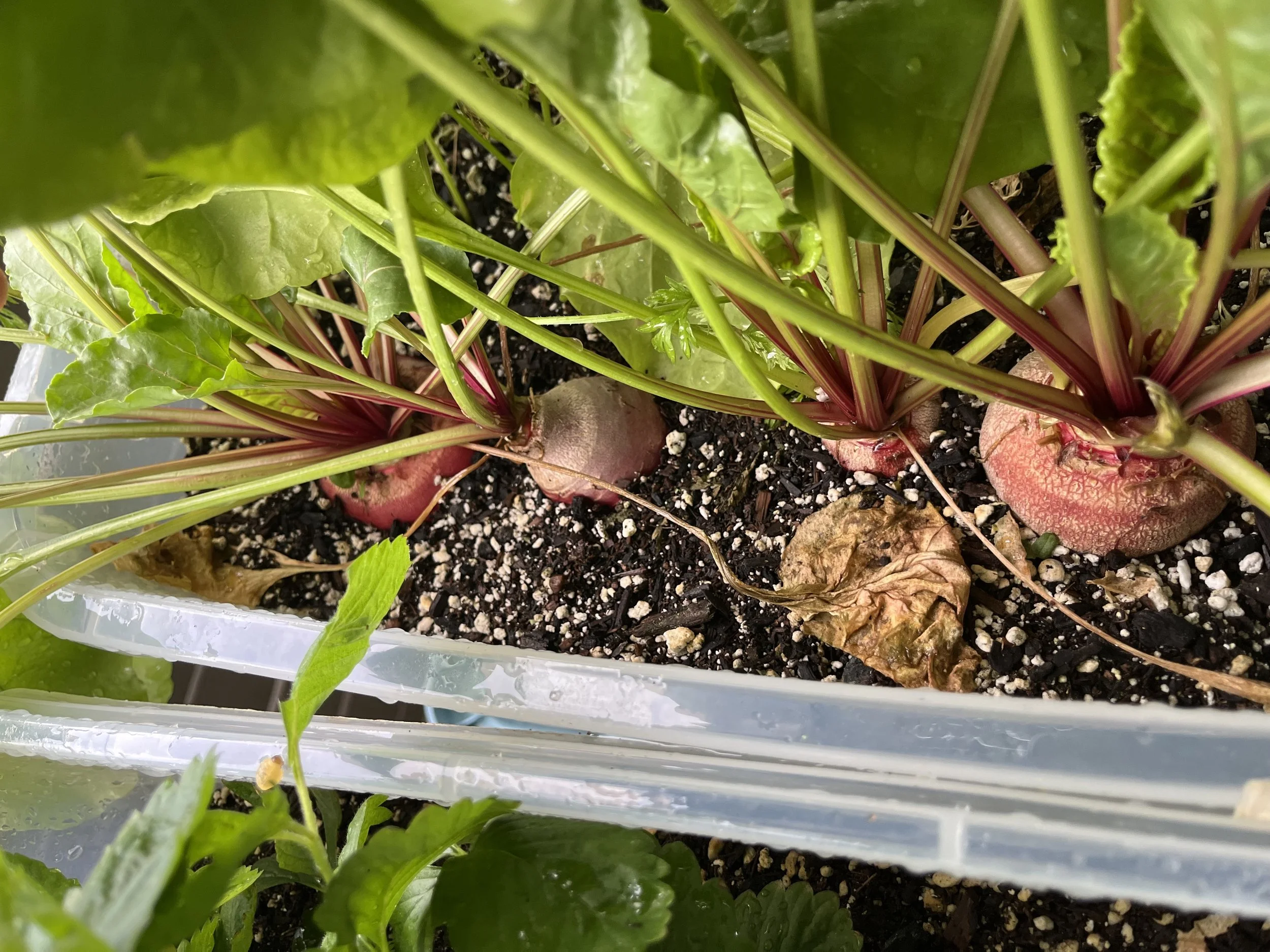 Growing beets...