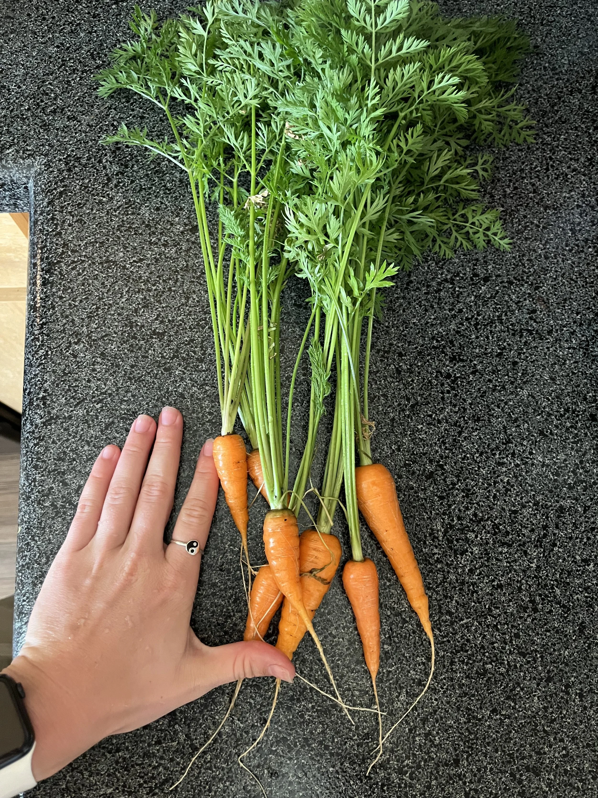 carrot harvest to scale