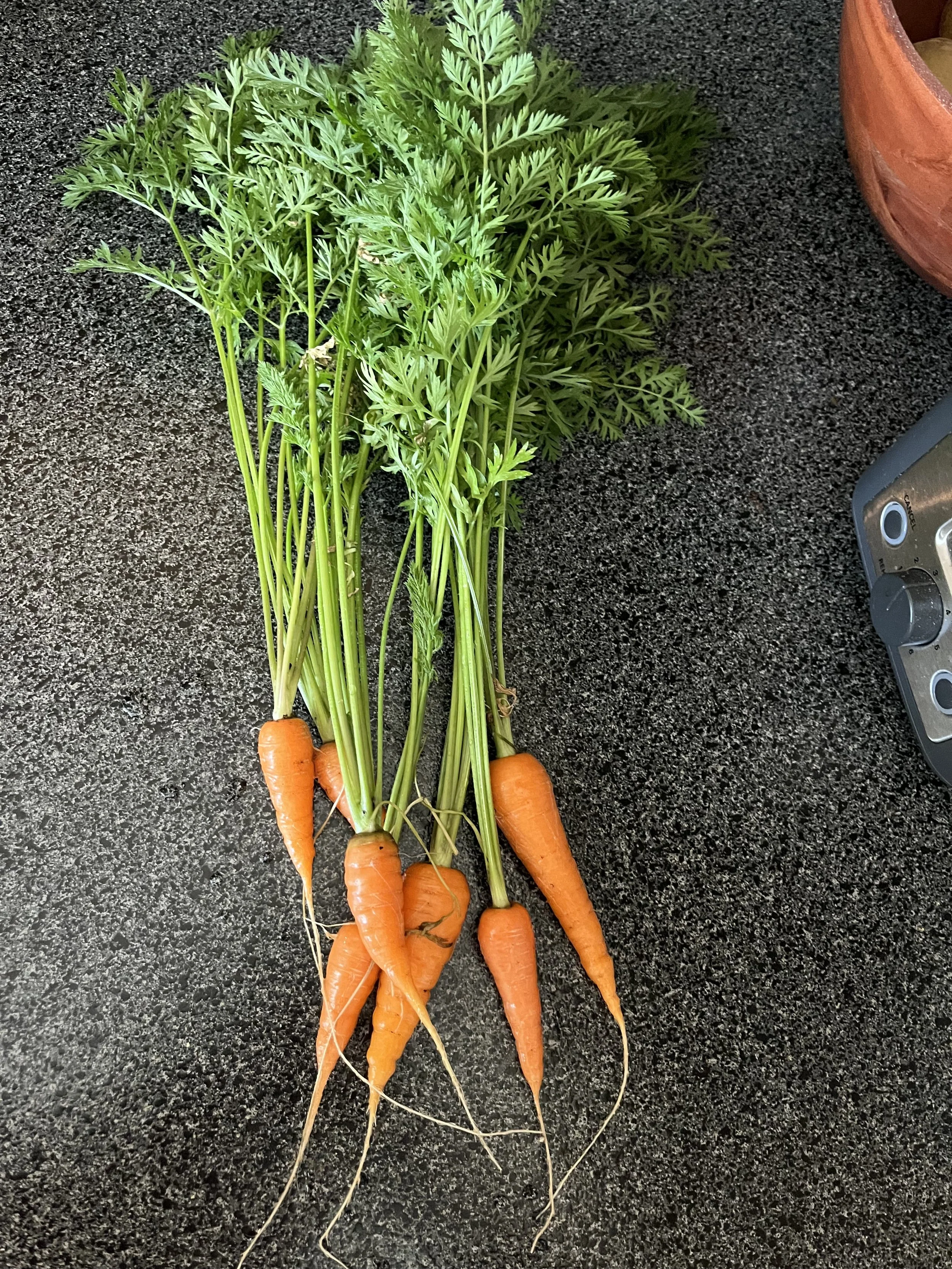carrot harvest