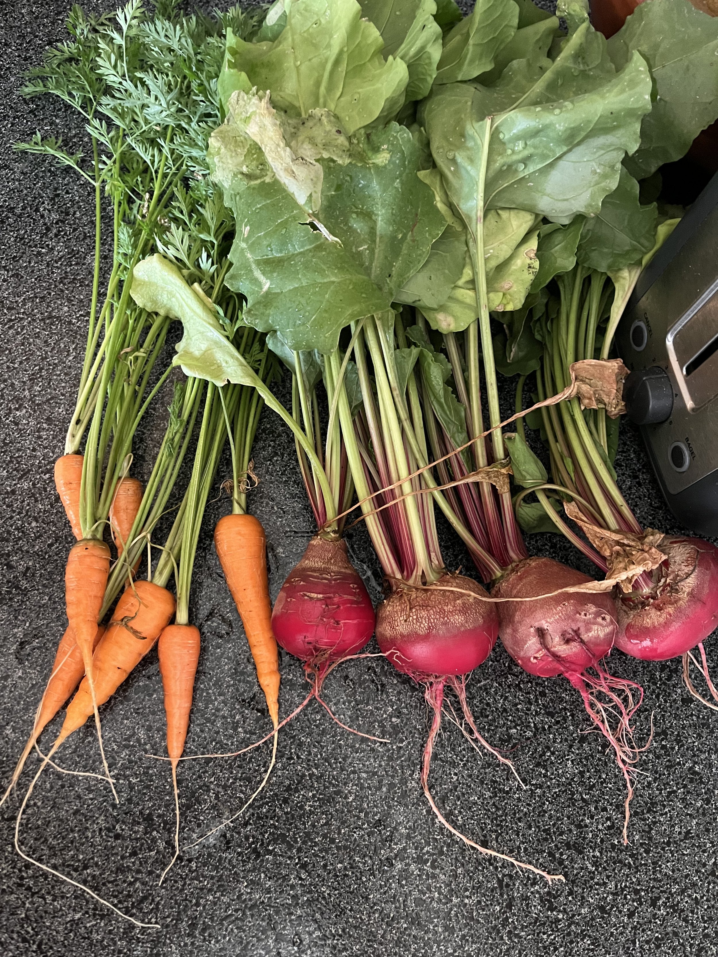 carrot and beet harvest