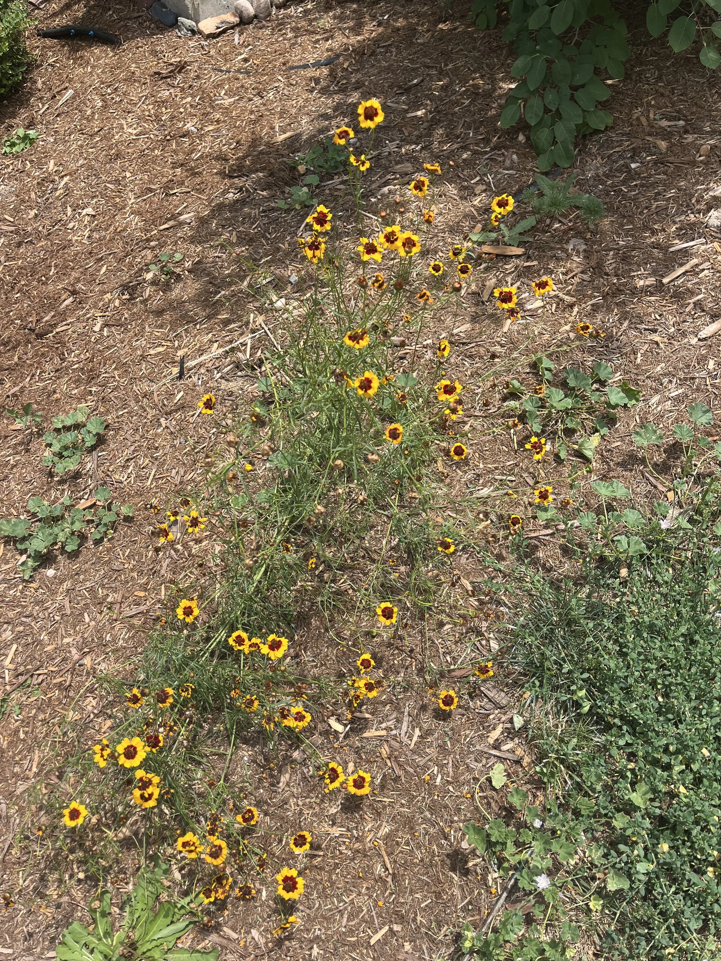 Coreopsis in full bloom!