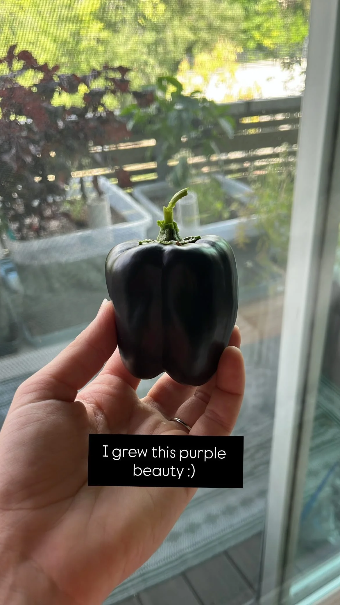 Purple Beauty Pepper