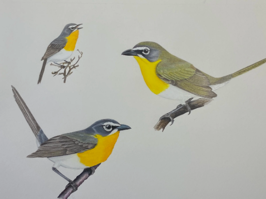 Intersecting Birds, Science, and Art