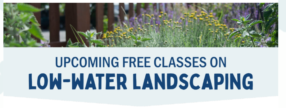 Xeriscape 101: A Beginner’s Guide to Waterwise Landscaping