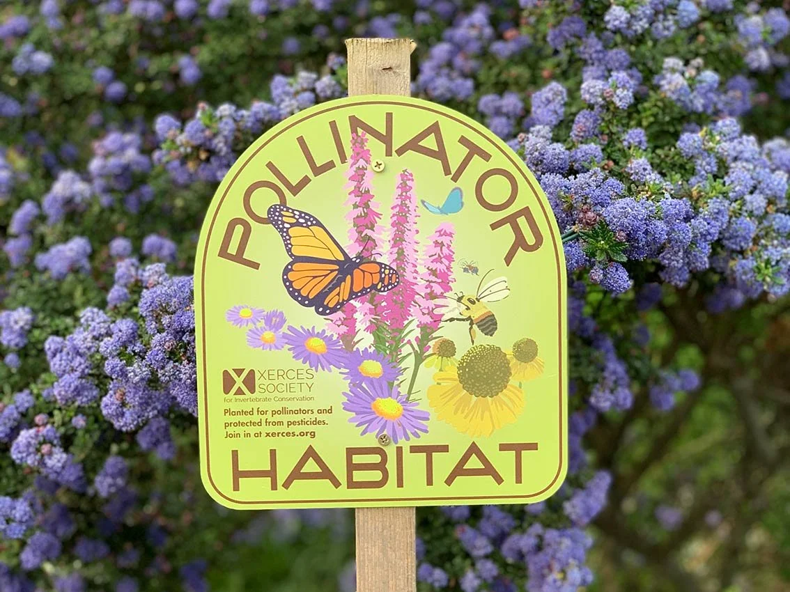 Building a Pollinator Haven at Home: Tips &amp; Lessons Learned
