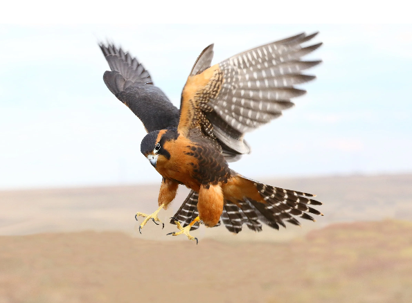 Falcons…Streamlined for Speed