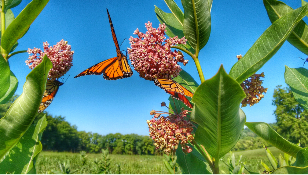 Pollinator Gardening 101 with Butterfly Pavilion