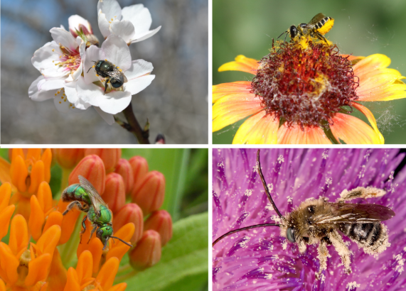 Spring into Pollinator-Safe Gardening: Protecting Habitat From Pesticides
