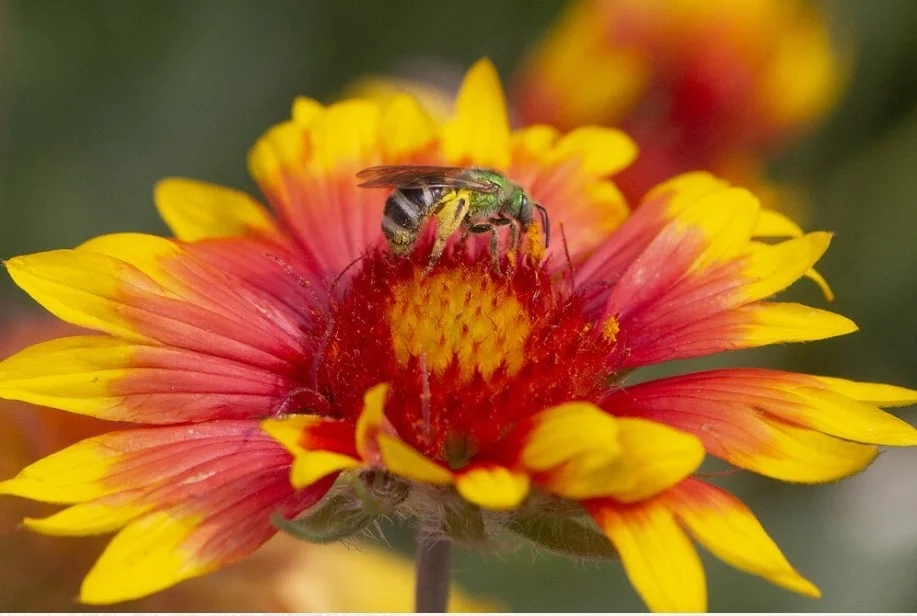 Your Native Plant Garden, All Grown Up!