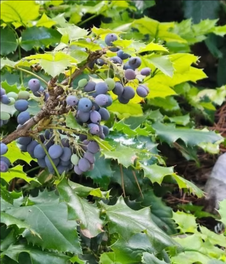 Edible Native Plants of Colorado Webinar