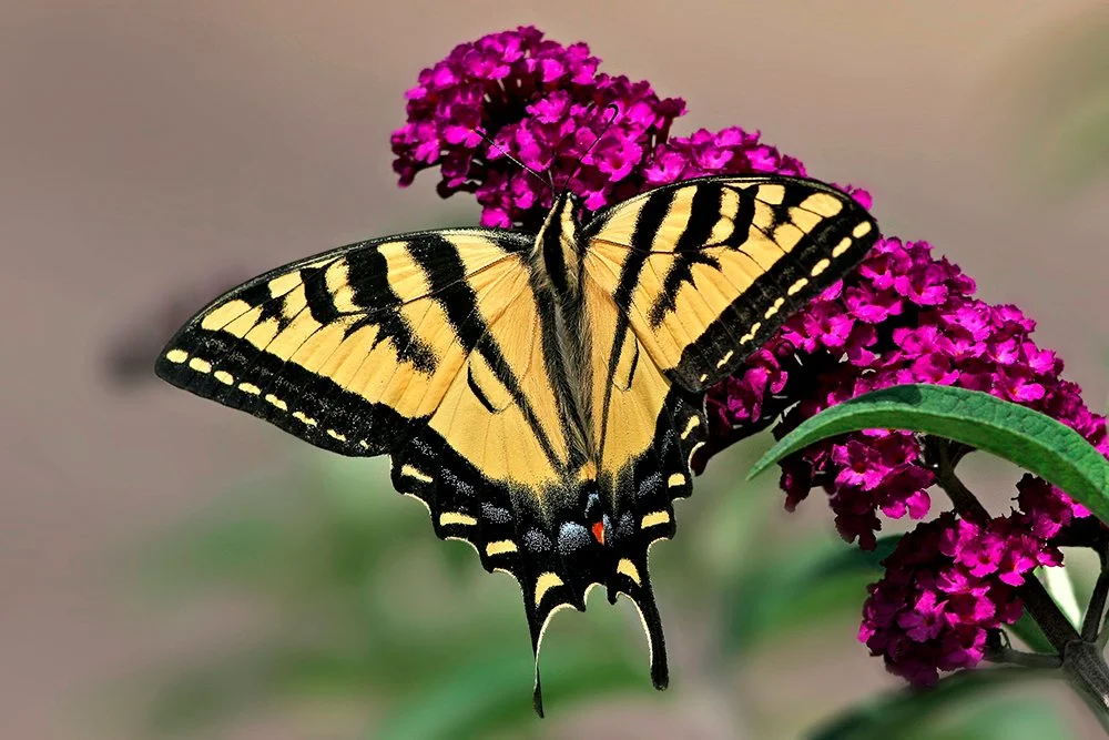 Butterfly Monitoring Training - Cheyenne Mountain