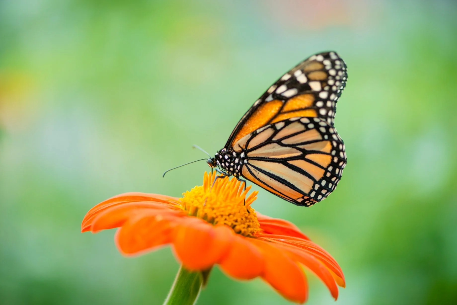 Butterfly Monitoring Training - Jackson Lake State Park