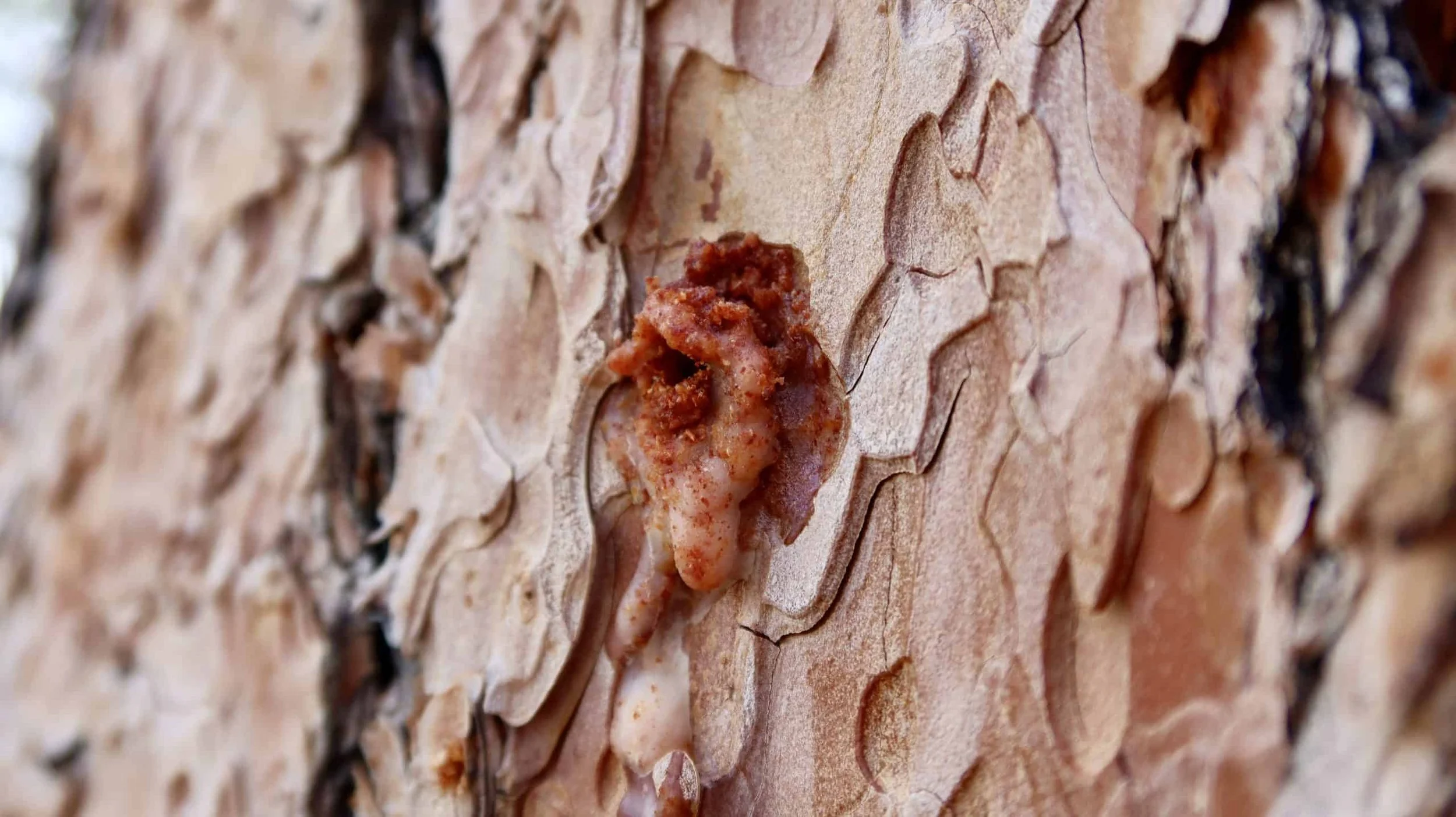 Mountain Pine Beetle Learning Hour