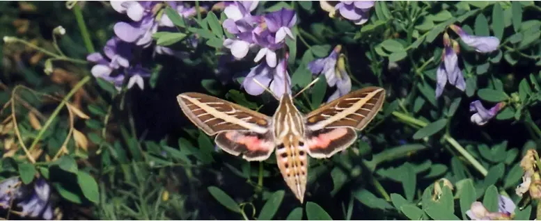 Out in Nature: Food Gardening Basics (LGBTQIA2+)