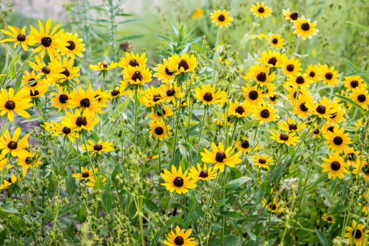 Master Gardeners Series: Garden Planning and Prepping for Spring