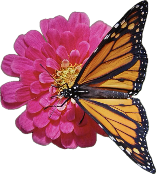 The Biodiversity Crisis is Urgent - the Solution is in Your Hands