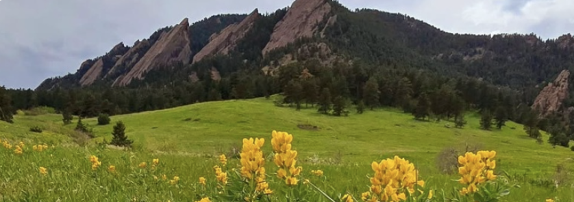 Wildflower Wednesdays Series: Enchanted Mesa