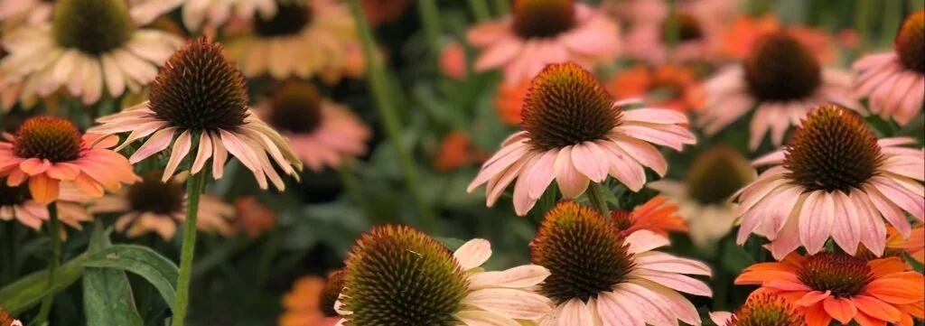 Myths, Mistakes, and Misunderstood Insects