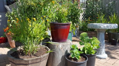 Master Gardeners Series: Container Gardening 