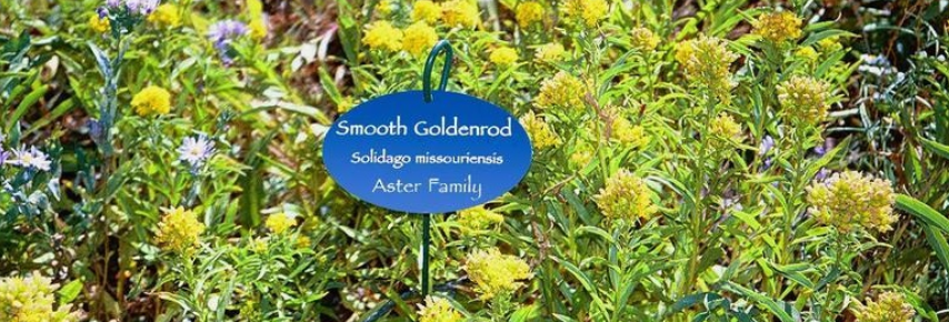 Garden Tour: Ann Armstrong Memorial Native Garden