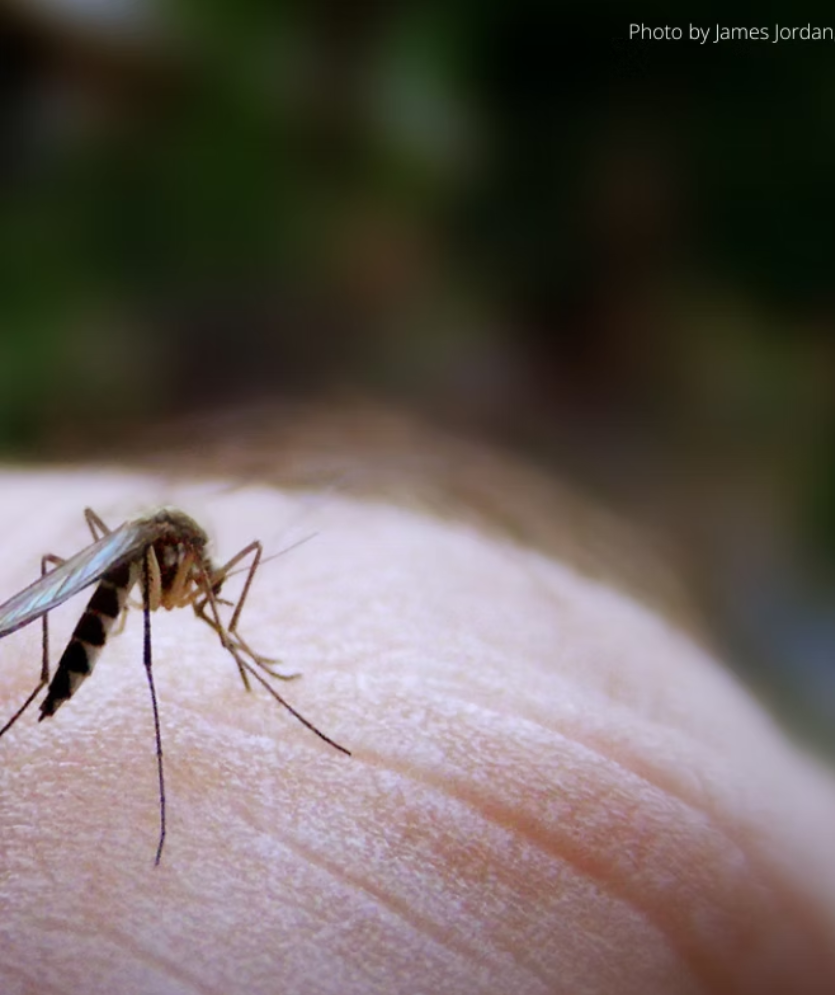 Mosquito Control: Science, Risks, and Solutions Webinar