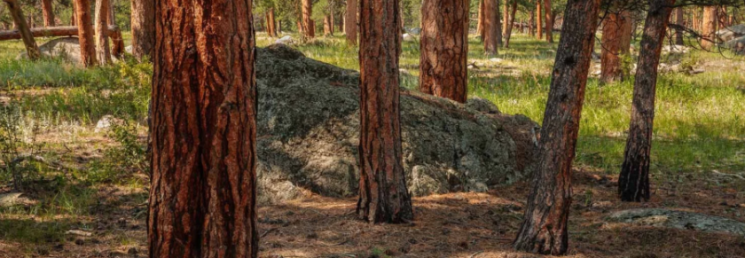 Ecosystem Health and Resilience Series: Understanding the Ponderosa Forest - Fire, Climate, and Change