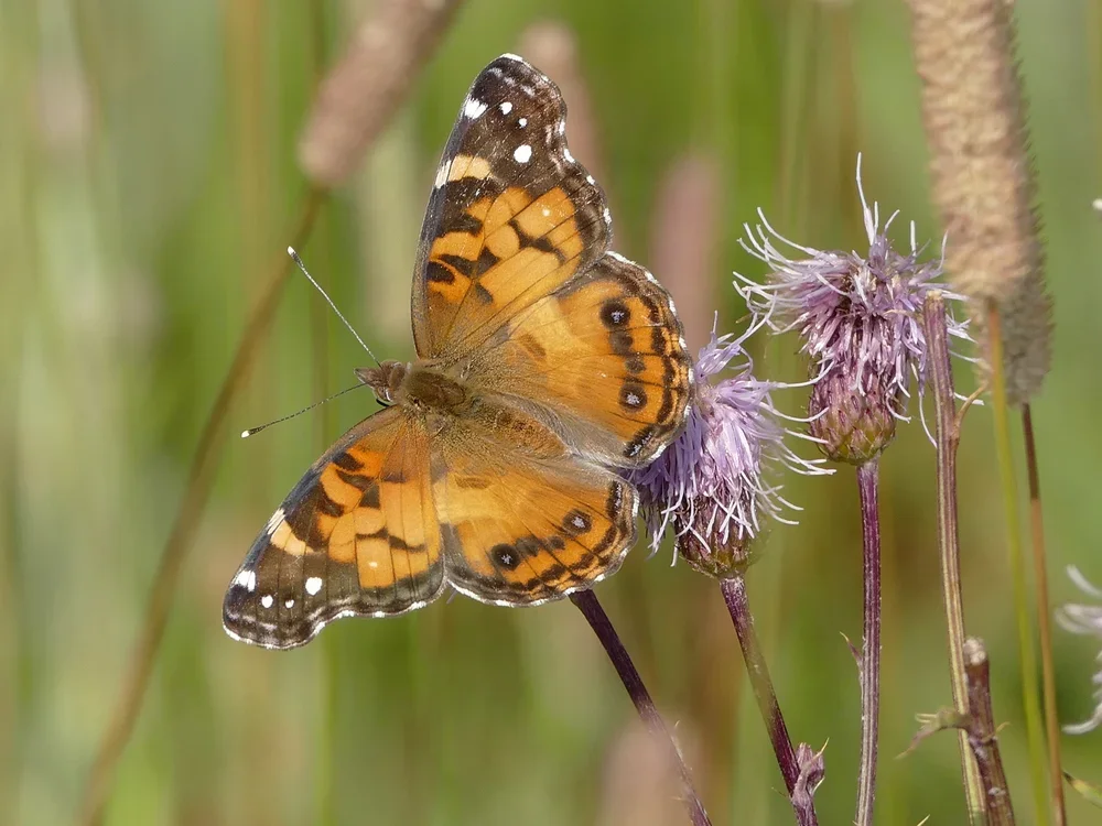 Intro to Butterfly ID for Birdwatchers