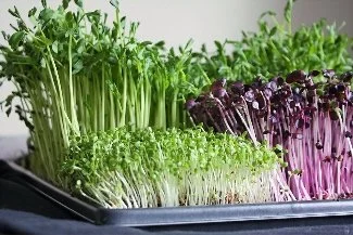 Sowing Seeds of Change- Living Foods: Affordable Nutrition Through Sprouting