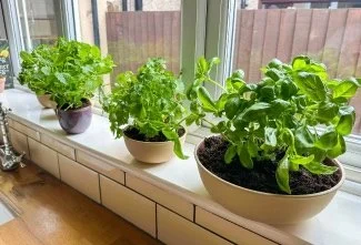 Sowing Seeds of Change - No Backyard Needed: Growing Food in Small Spaces