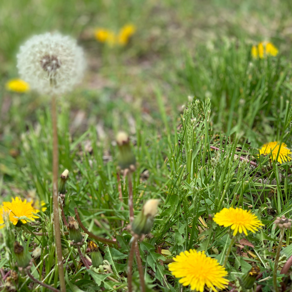 All the Common Weeds and What They Tell You