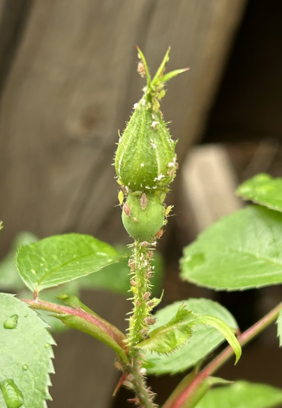 Non-Toxic Pest Management, with Mikl Brawner