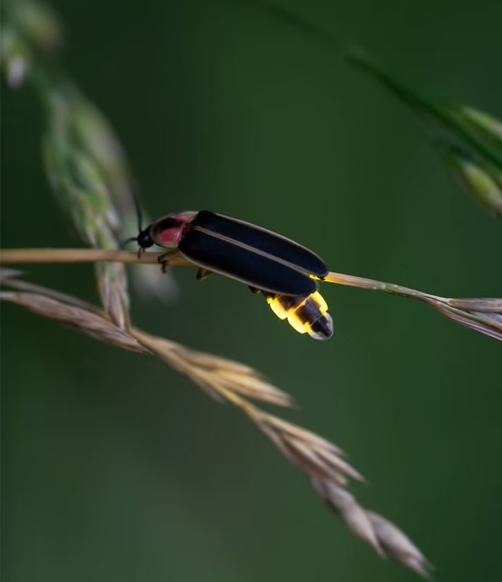 Understanding and Protecting Fireflies Webinar
