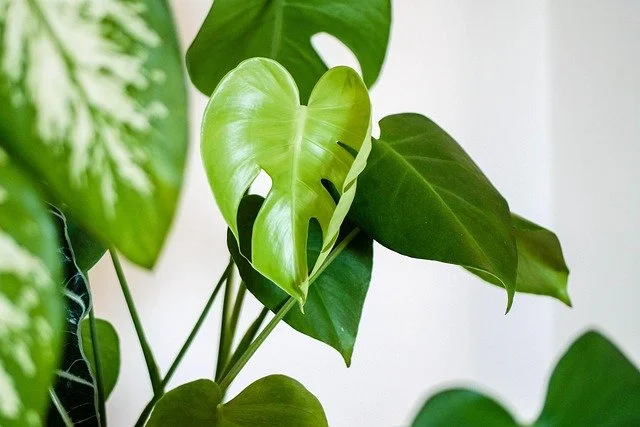 Plant Swap at the Reynolds Library
