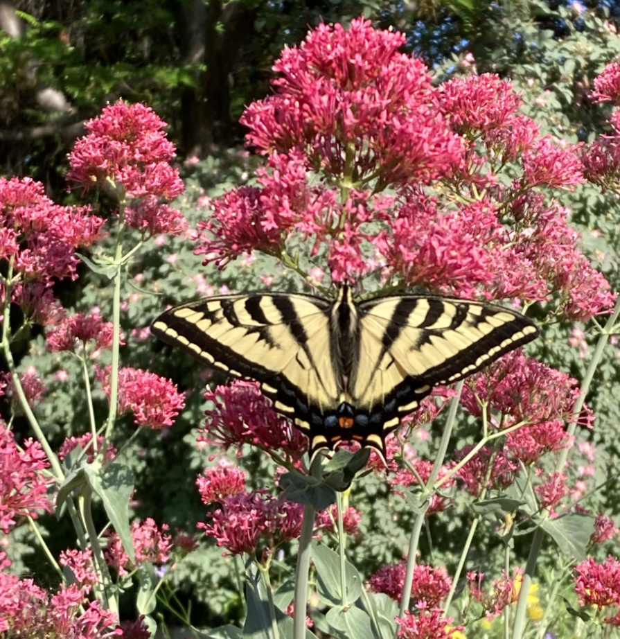 Master Gardeners Series: Plantmobile, Sustainable Landscaping, and Native Pollinators