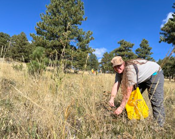 Boulder County Seed Collection with Wildlands Restoration Volunteers
