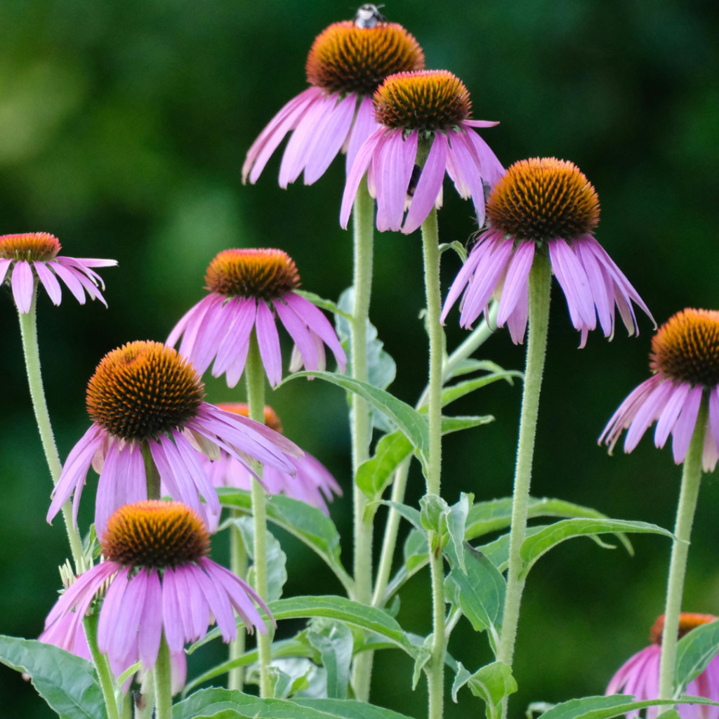 Showstoppers and Habitat Heroes: Native Plants for your Home Landscape - Webinar