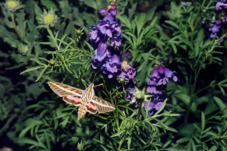 Teen Naturalists Season Kick Off: World of Moths with Pizza Party