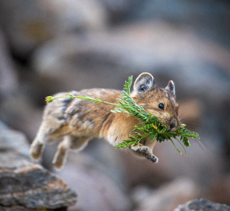 Speaking Eep! A Film About the American Pika